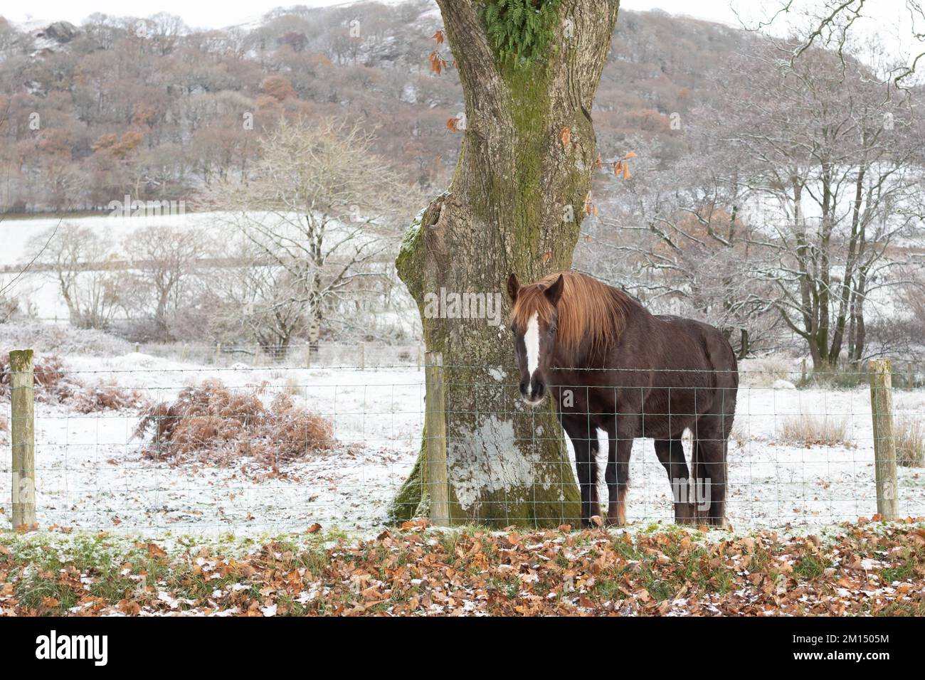 Pontrhyfendigid, Ceredigion, pays de Galles, Royaume-Uni. 10th décembre 2022 Royaume-Uni Météo: Un cheval se tient dans un champ à côté de la route à Pontrhydfendigid au milieu du pays de Galles après une nuit de neige et avec des températures tombant à moins chiffres. © Ian Jones/Alamy Live News Banque D'Images