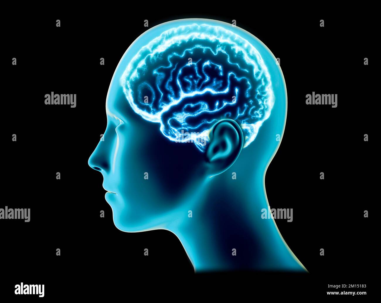 Section d'un cerveau vu en profil, parties du cerveau. Maladies dégénératives, Parkinson, synapses, neurones, Alzheimers. Anatomie humaine, acquisition du cerveau Banque D'Images