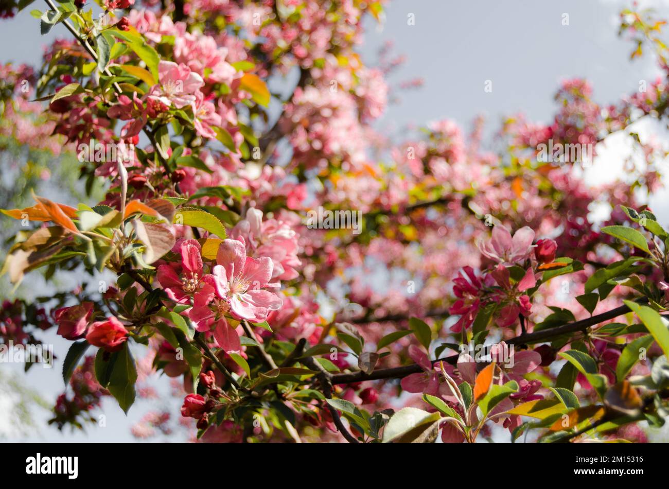 Pommiers de printemps en fleur avec fleurs rouges Banque D'Images