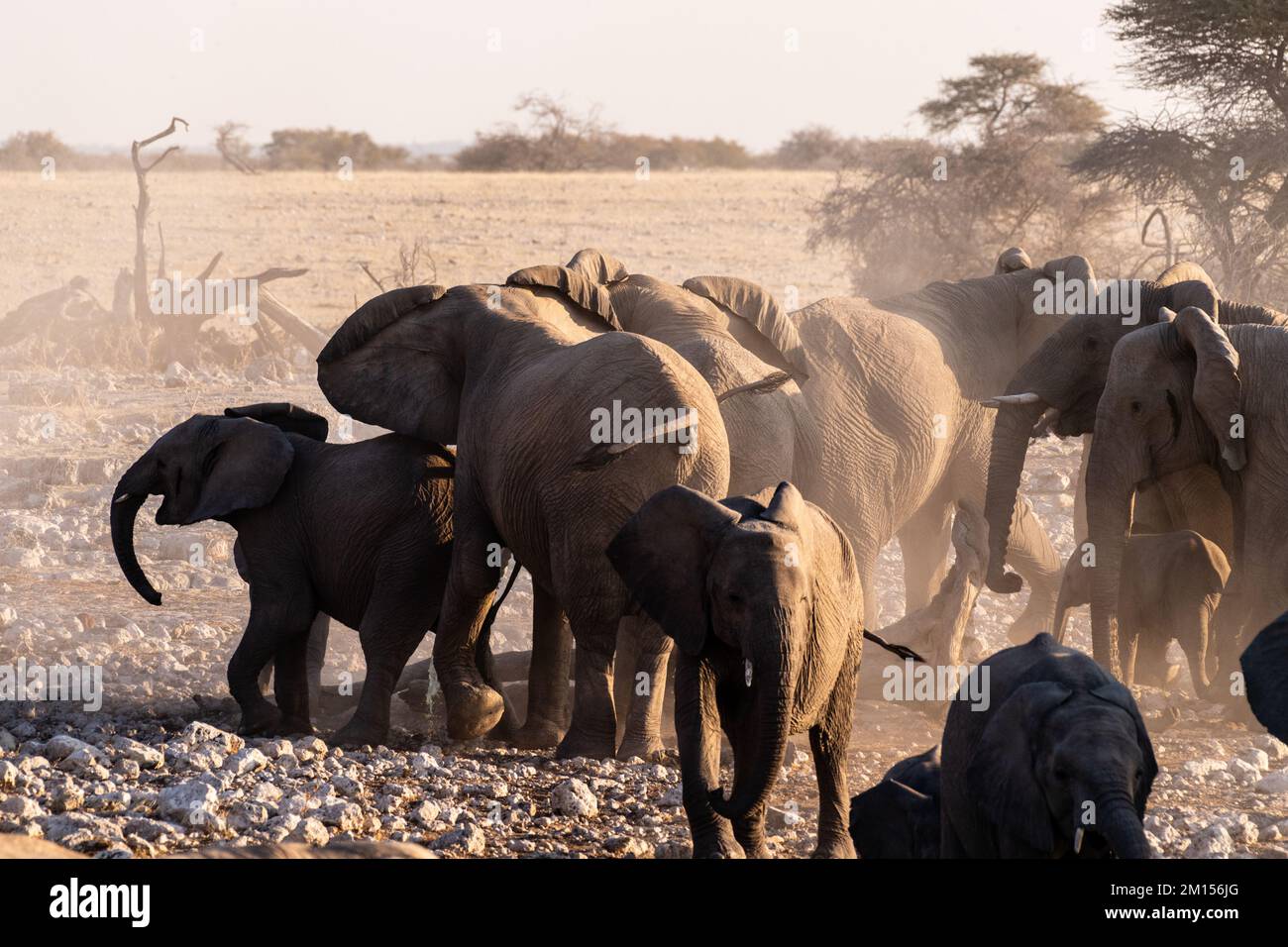 Un groupe d'éléphants pf se couvrant dans la terre après avoir pris un bain dans un trou d'eau. Parc national d'Etosha, Namibie. Banque D'Images