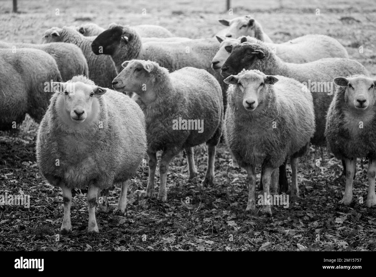 moutons sur un pré en hiver Banque D'Images