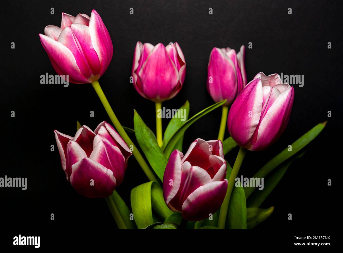 Schnittblumen in einer vase, Strauß Tulpen vor schwarzem hintergrund freigestellt. Fleurs coupées dans un vase, bouquet de tulipes sur un dos noir Banque D'Images