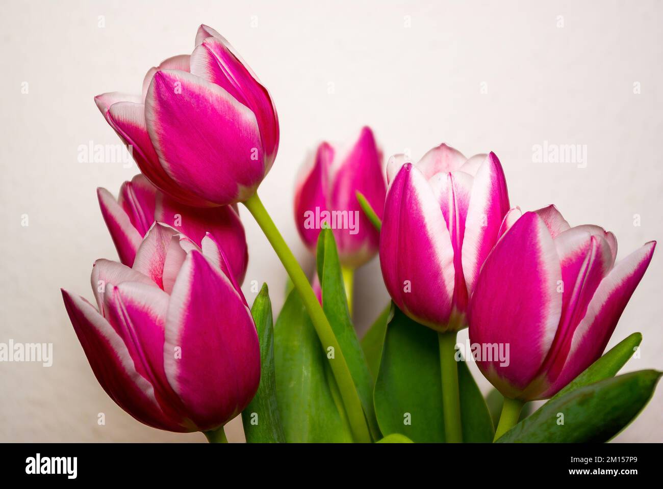 Fleurs coupées dans un vase, bouquet de tulipes sur fond clair. Banque D'Images