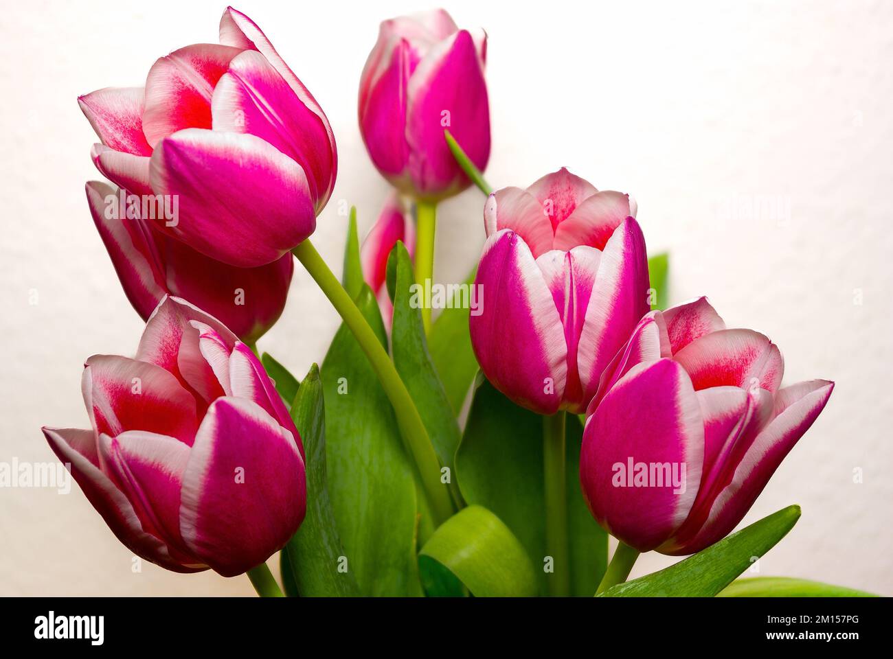 Fleurs coupées dans un vase, bouquet de tulipes sur fond clair. Banque D'Images