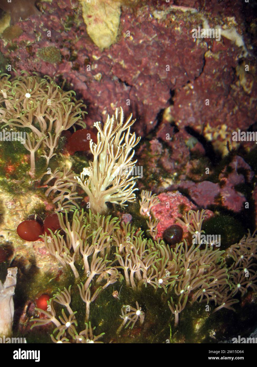 Polypes de palmier (Clavularia sp. Vert) Banque D'Images