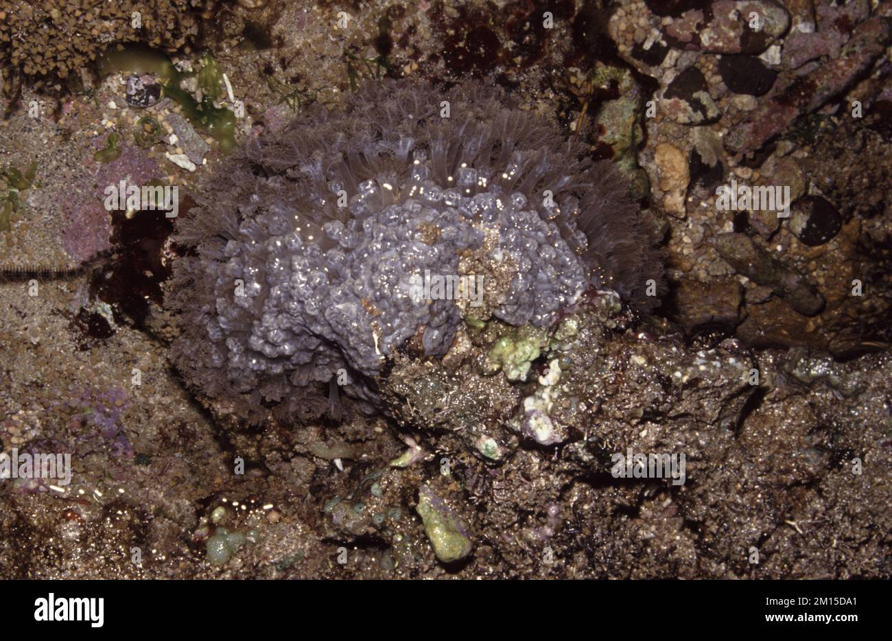 Pulsing Xenia (nom scientifique Xenia elongata) dans un bassin de roches à marée basse Banque D'Images
