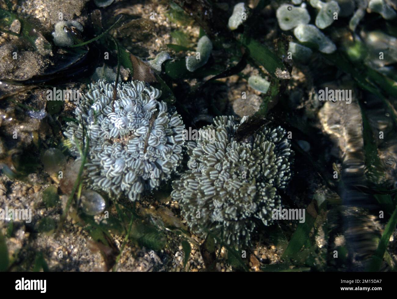 Pulsing Xenia (nom scientifique Xenia elongata) dans un bassin de roches à marée basse Banque D'Images