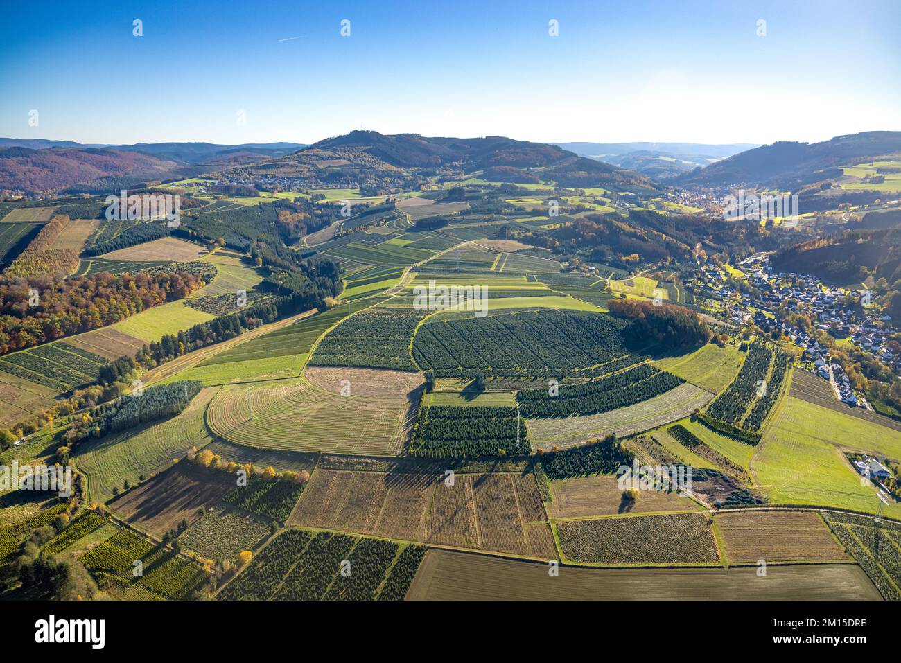 Vue aérienne, prairies et champs avec culture d'arbres de Noël dans le district de Heringhausen à Bestwig, pays aigre, Rhénanie-du-Nord-Westphalie, Allemagne, arbre Banque D'Images