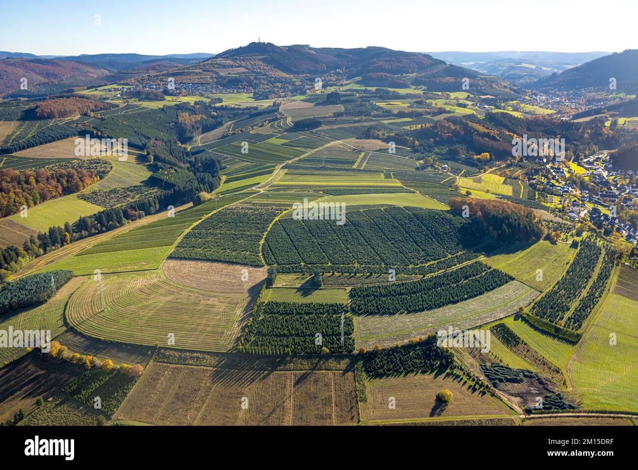 Vue aérienne, prairies et champs avec culture d'arbres de Noël dans le district de Heringhausen à Bestwig, pays aigre, Rhénanie-du-Nord-Westphalie, Allemagne, arbre Banque D'Images