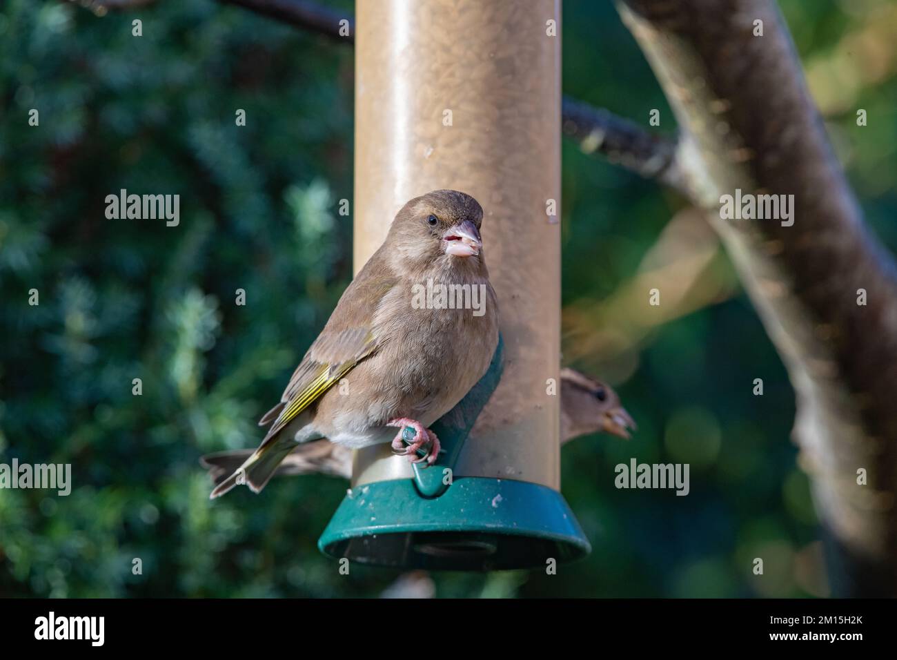 Femelle verdfinch, (chloris chloris), Inverurie, Aberdeenshire, Écosse, ROYAUME-UNI Banque D'Images