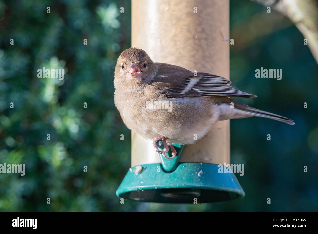 Chaffinch femelle, (Fringilla coelebs), Inverurie, Aberdeenshire, Écosse, ROYAUME-UNI Banque D'Images