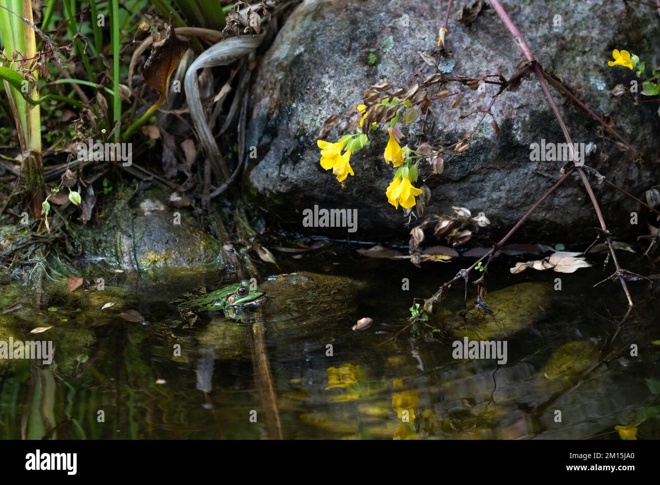 Une grenouille d'étang verte se trouve dans l'eau sur une pierre devant un rocher dans un étang. Les fleurs d'une fleur jaune sont reflétées dans l'eau. Banque D'Images