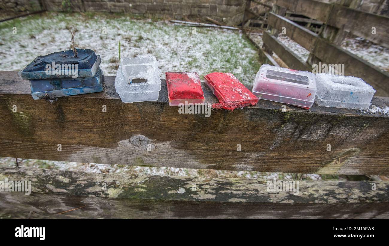 Les crayons de couleur utilisés et maintenant passés pour les moutons indiquent les brebis qui ont été avec le trup. Le boîtier en plastique s'adapte au faisceau du vérin. Banque D'Images