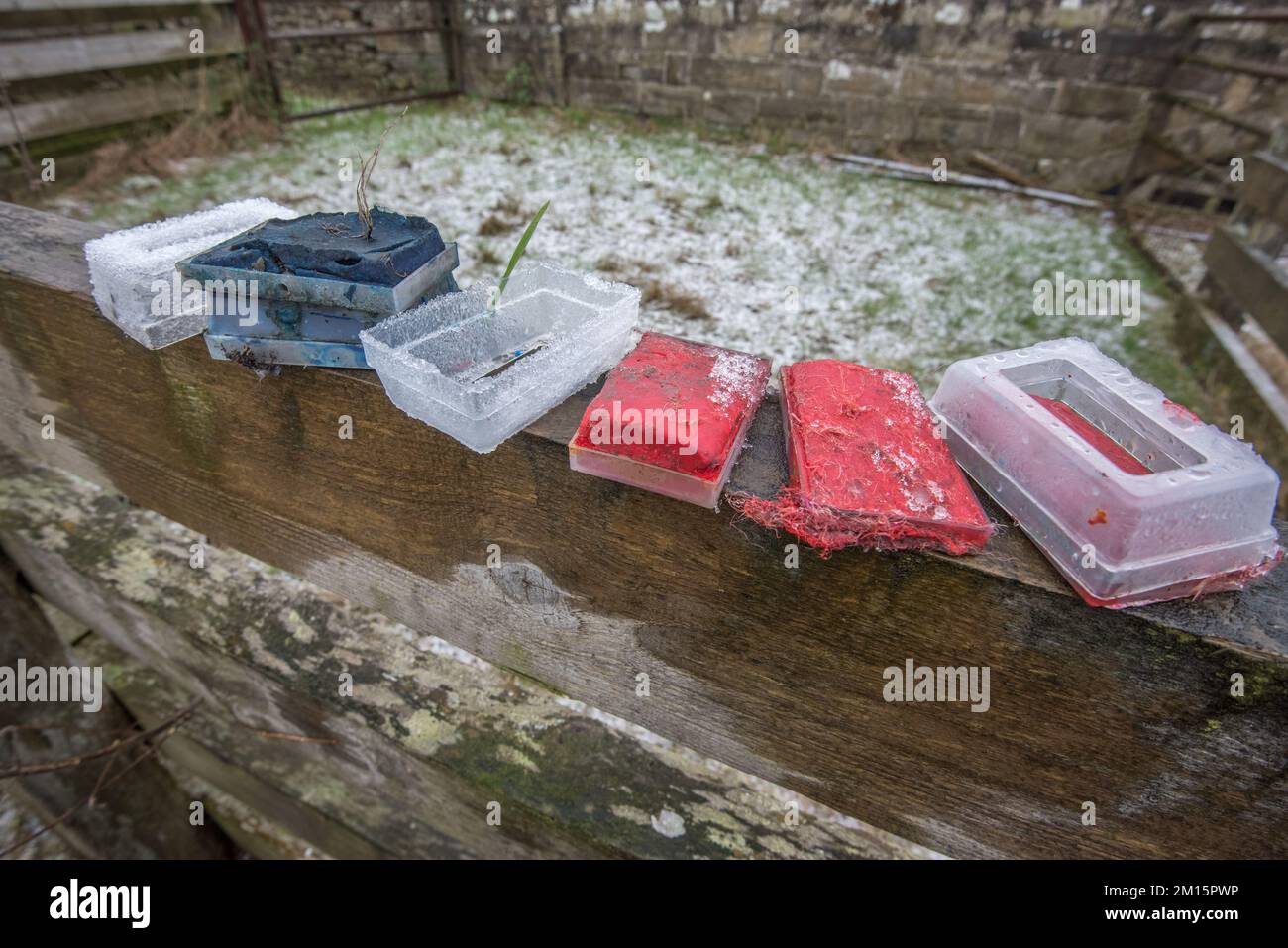 Les crayons de couleur utilisés et maintenant passés pour les moutons indiquent les brebis qui ont été avec le trup. Le boîtier en plastique s'adapte au faisceau du vérin. Banque D'Images