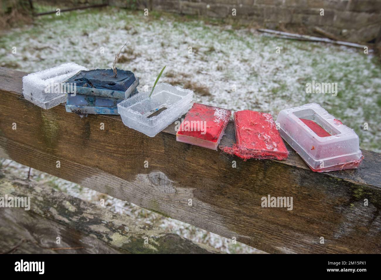 Les crayons de couleur utilisés et maintenant passés pour les moutons indiquent les brebis qui ont été avec le trup. Le boîtier en plastique s'adapte au faisceau du vérin. Banque D'Images