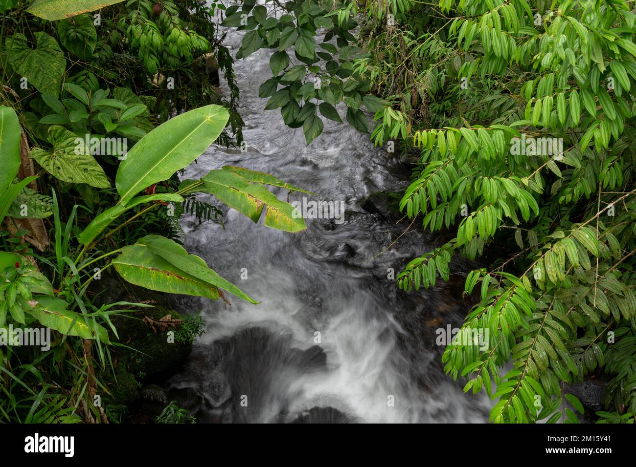 Vue panoramique sur le cours d'eau qui traverse des arbres verts luxuriants qui poussent dans la jungle du Costa Rica Banque D'Images