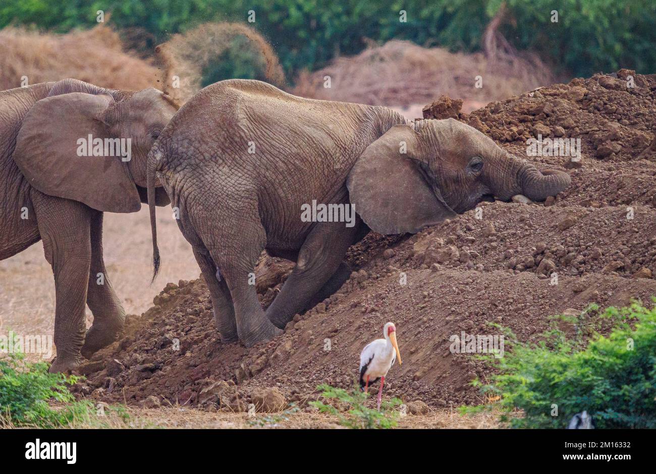 De jeunes éléphants de taureau Loxodonta africanus jouant dans un tas de déblais près d'un trou d'eau dans le parc national de Tsavo Kenya Banque D'Images