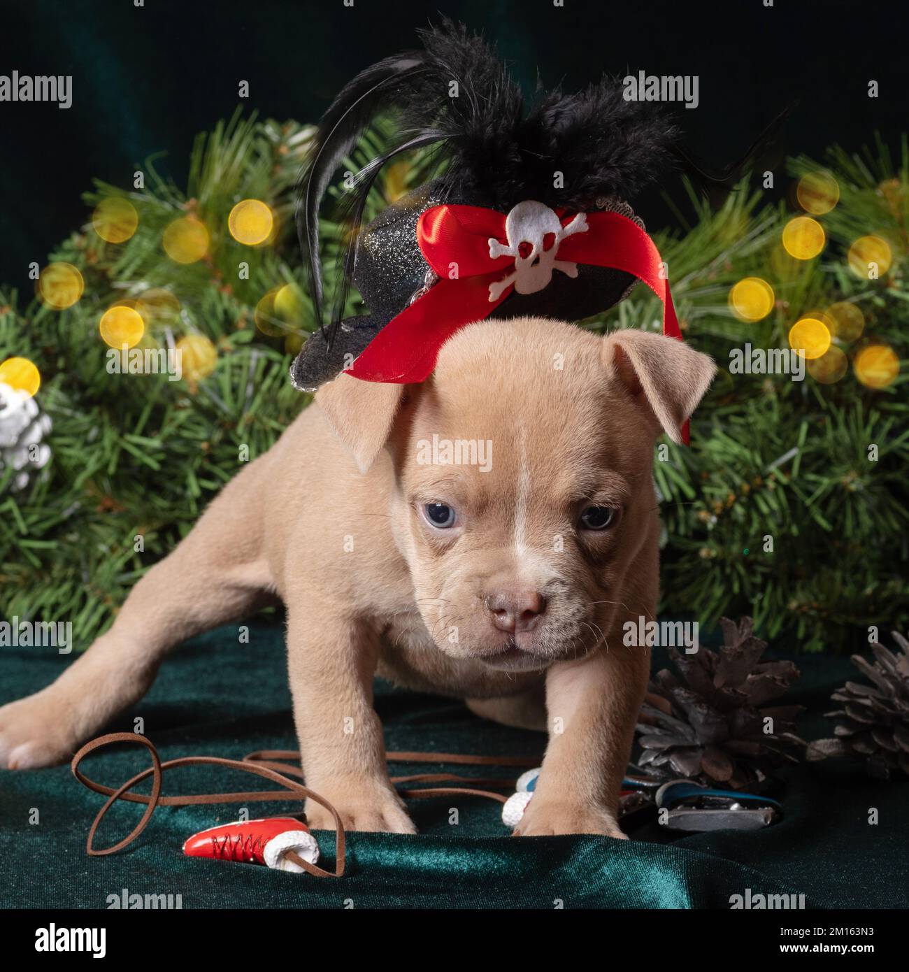 Petit chiot Bully américain mignon dans un chapeau de pirate de carnaval à côté de branches d'arbre de Noël, flocons de neige, cônes avec un beau bokeh. Joyeux nouvel an pour Banque D'Images