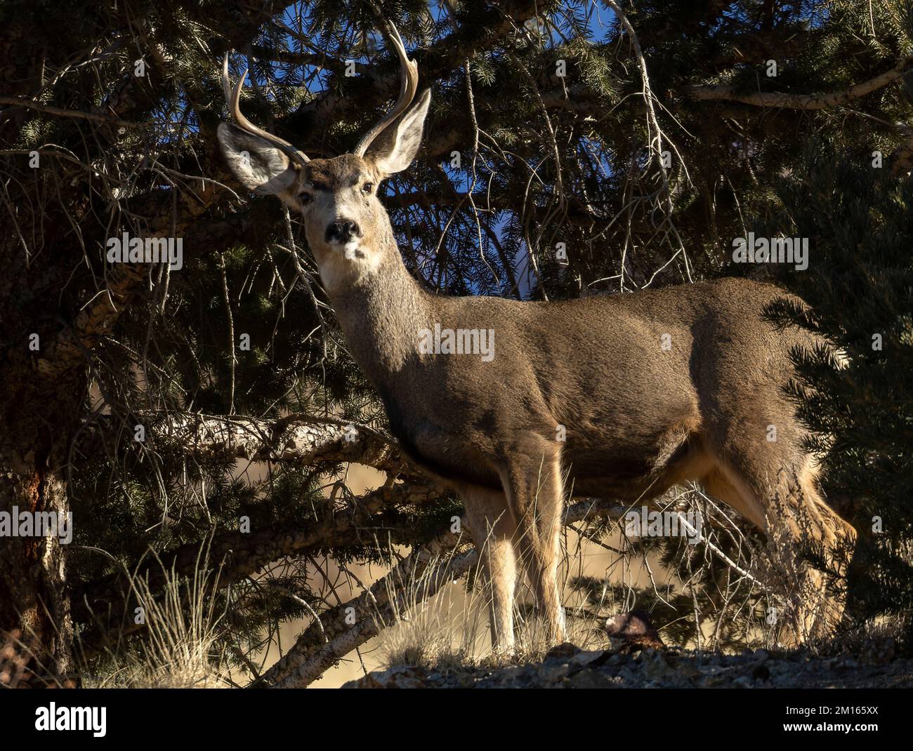 Les trois cerfs de sarrasin voyageant ensemble, connu comme les trois Amigos Banque D'Images