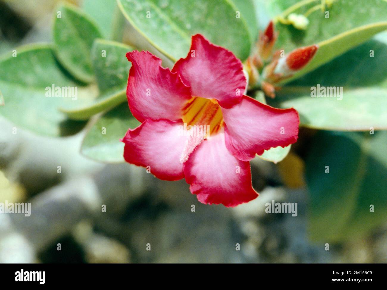 Arabie Saoudite fleurs du désert (Adenium Arabicum) Rose du désert Banque D'Images