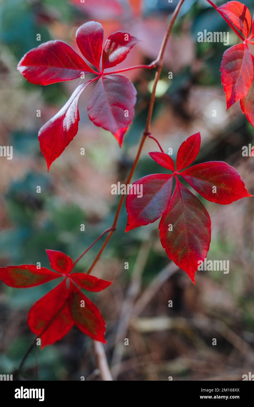 Feuillage. L'automne laisse le fond. Photo macro des feuilles de lierre qui se transforment en rouge. Banque D'Images