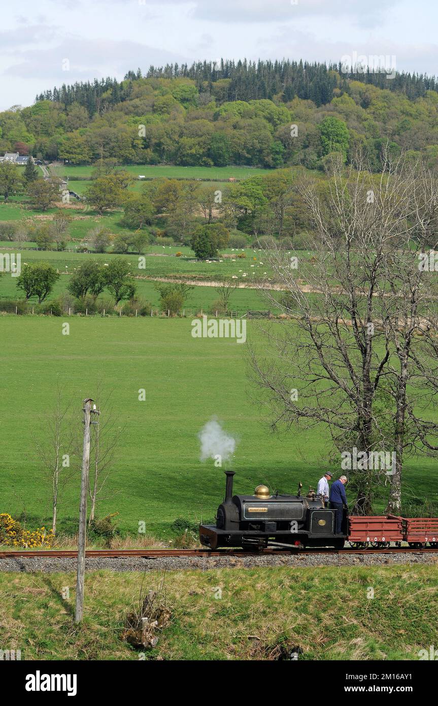 'Winifred' près de Dolfawr avec un train de wagons d'ardoise. Banque D'Images