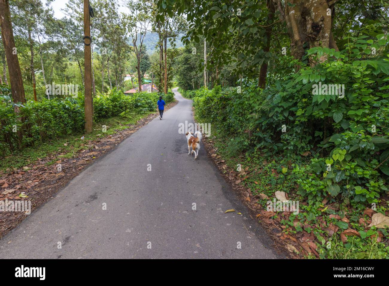 Une route panoramique traversant les plantations de café de Coorg (Virajpet, Karnataka, Inde) Banque D'Images