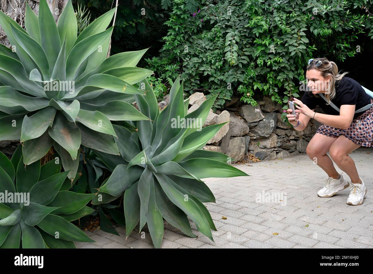 Femme photographiant de grandes plantes succulentes d'Agave (Agave attenuata) dans un jardin avec téléphone mobile, Gran Canaria Banque D'Images