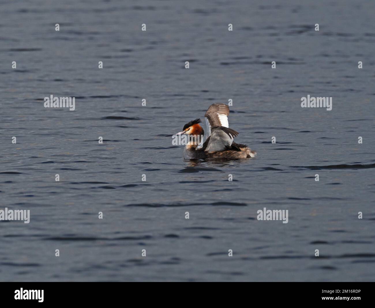 Grand grebe à crête Podiceps cristatus exposition d'aile surélevée dans une piscine reedbed, de North Hide, de la réserve naturelle nationale Westhay Moor, Somerset Wildlife Banque D'Images