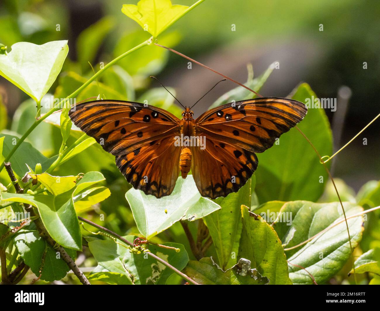 Un papillon frillaire ou de passion du Golfe, Dione vanillae, reposant avec ses ailes ouvertes. Banque D'Images