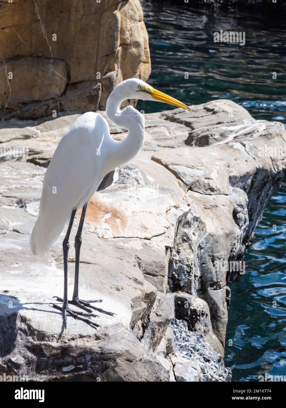 Un grand aigreet, Ardea alba, également connu sous le nom d'aigreet commun, grand aigreet, également dans le vieux monde, grand aigreet blanc et grand héron blanc. Banque D'Images