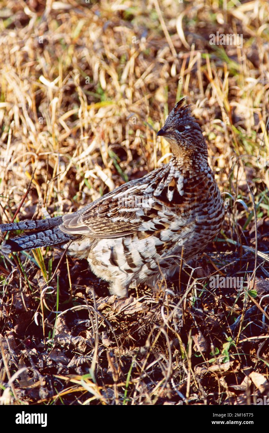 Tétras à revers Bonasa umbellus parmi les herbes en automne, parc national du Mont-Riding, Canada Banque D'Images