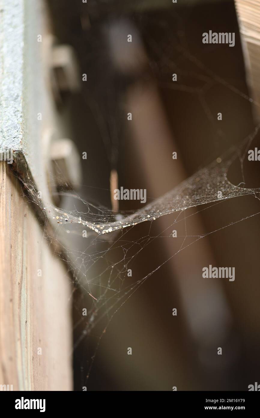 Un gros plan vertical d'un filet d'araignée sur le coin d'une pièce avec des gouttes d'eau dessus Banque D'Images