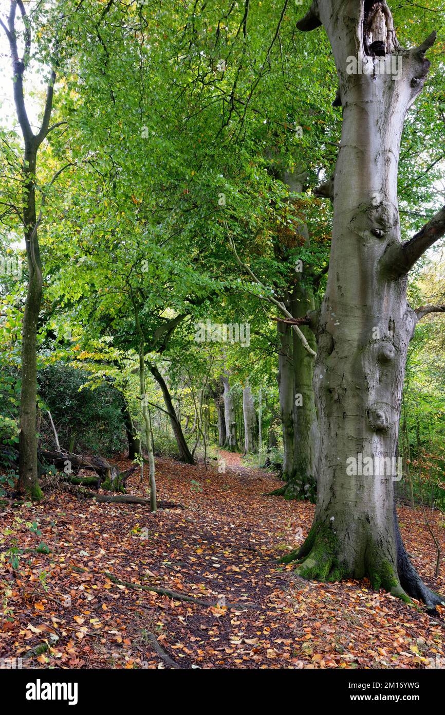 Hêtre européen ou commun - Fagus sylvatica, avenue des arbres de hêtre au-dessus de Horton court, Cotswold Way, Gloucestershire, Royaume-Uni Banque D'Images