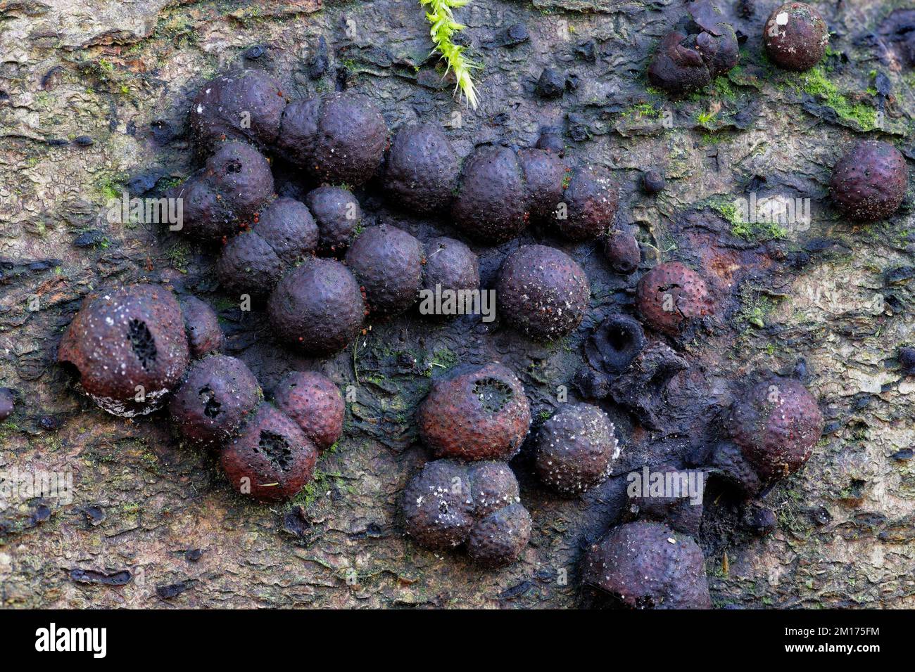 Champignon du bois de hêtre - Hypoxylon fragiforme sur le tronc du hêtre pourri Banque D'Images