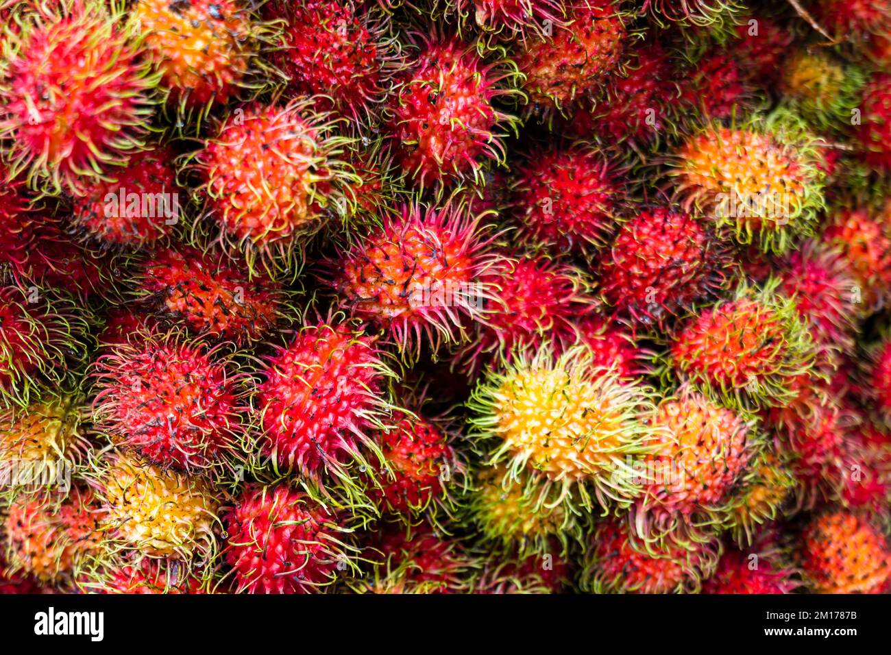 Rambutan sur le marché des fruits biologiques en Indonésie. Gros plan des fruits du rambutan (nom scientifique : Nephelium lapaceum) Banque D'Images
