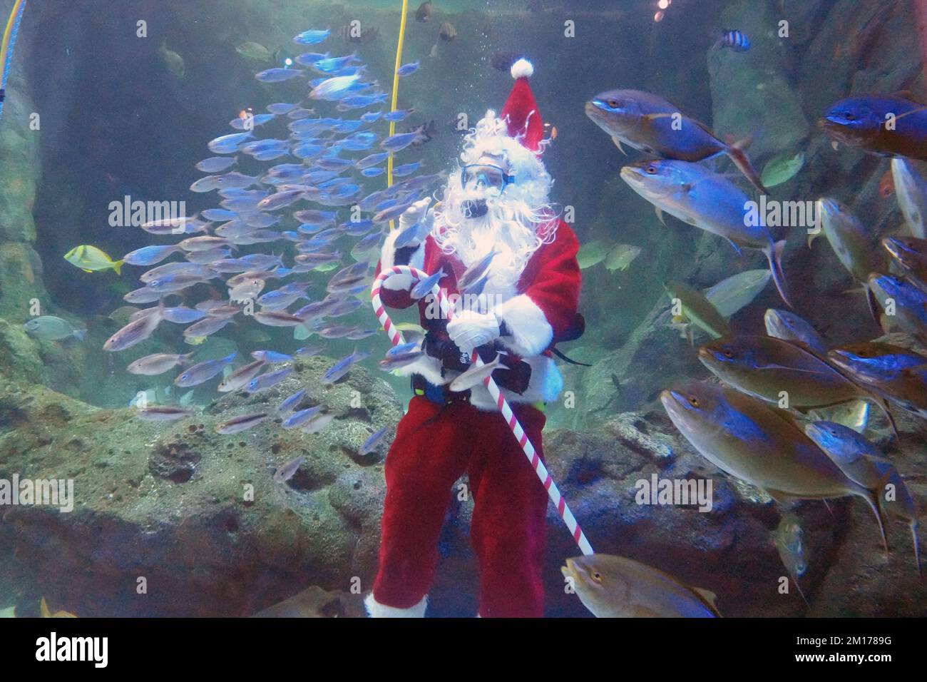 St. Louis, États-Unis. 10th décembre 2022. Le Père Noël fait la vague vers les enfants en répondant aux questions sur les poissons tout en plongeant dans la rue Aquarium Louis à St. Louis le samedi, 10 décembre 2022. Photo par Bill Greenblatt/UPI crédit: UPI/Alay Live News Banque D'Images