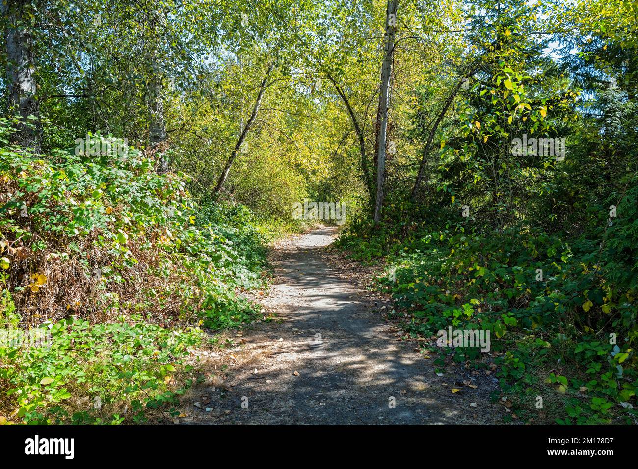 Sentier de randonnée dans les bois à Marymoor Park, Redmond, Washington, États-Unis Banque D'Images