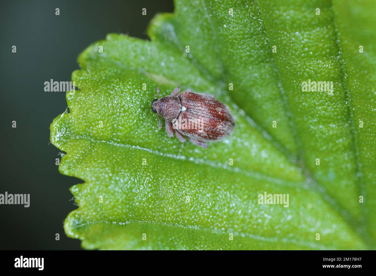 Orchores testaceus, connu généralement sous le nom de charançon des puces de l'aulne ou charançon sautant de l'aulne, est une espèce de charançon des puces de la famille des Curculionidae. Banque D'Images