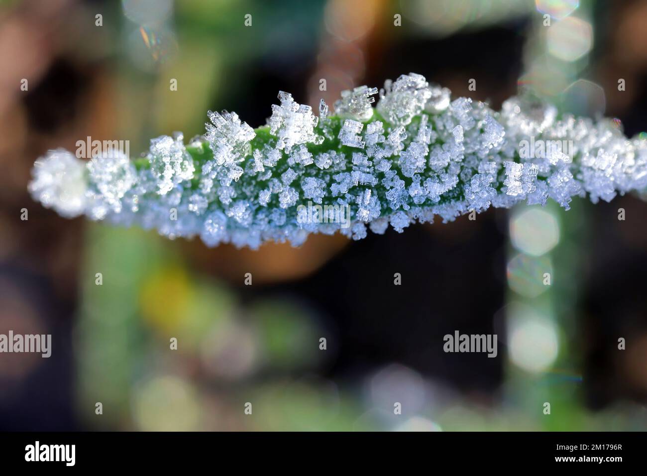 Cristaux de glace sur les céréales d'hiver à l'automne. Givre. Banque D'Images