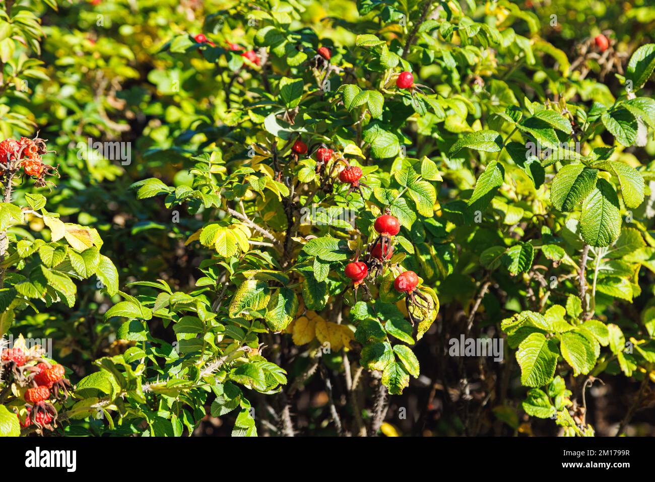 Baies de rosehip sur la brousse, baies savoureuses et saines. Banque D'Images