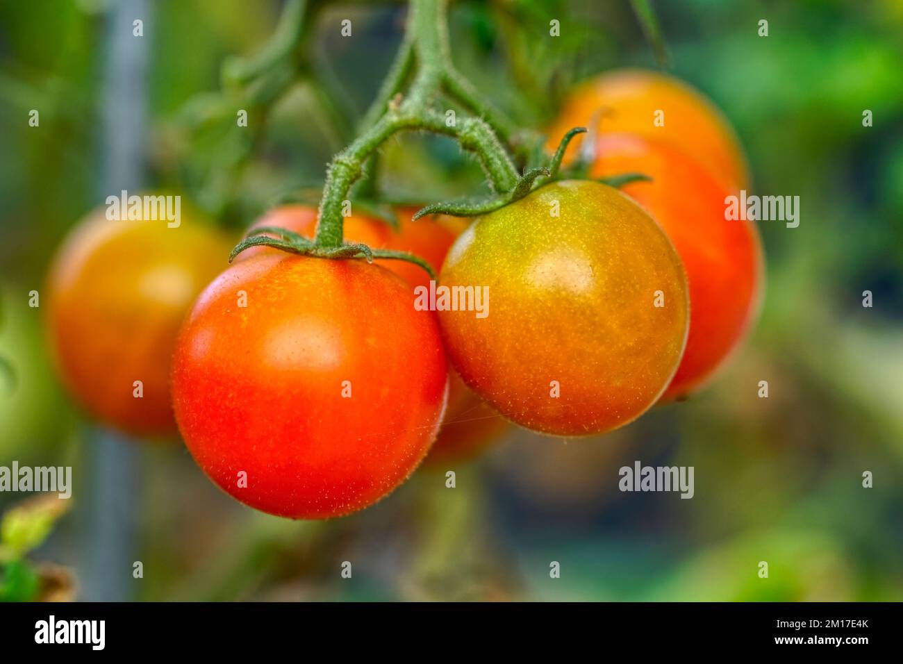 Tomates mûres cultivées à la maison sur la vigne Banque D'Images
