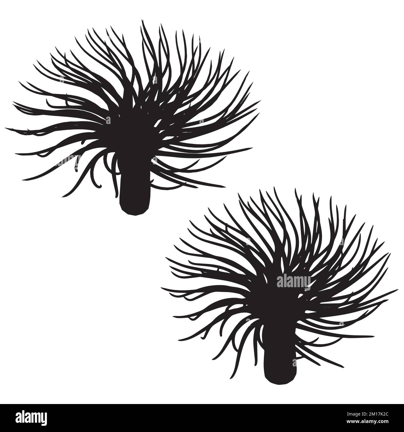 Illustration vectorielle de la silhouette d'anémone de mer Illustration de Vecteur