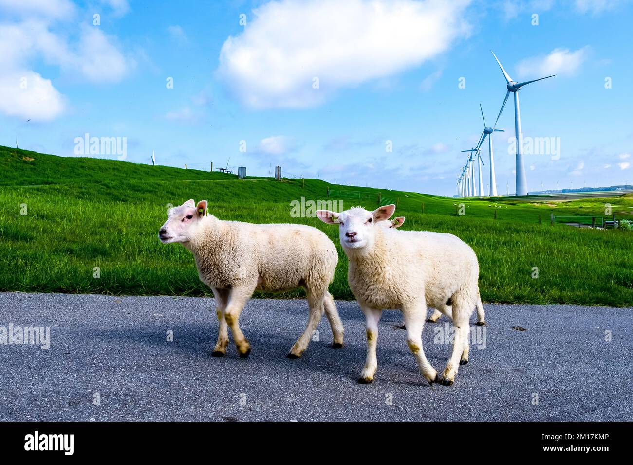 Moutons hollandais à la digue verte du parc du Moulin à vent avec des éoliennes au printemps produisant de l'électricité avec un concept d'énergie vert ciel bleu Banque D'Images