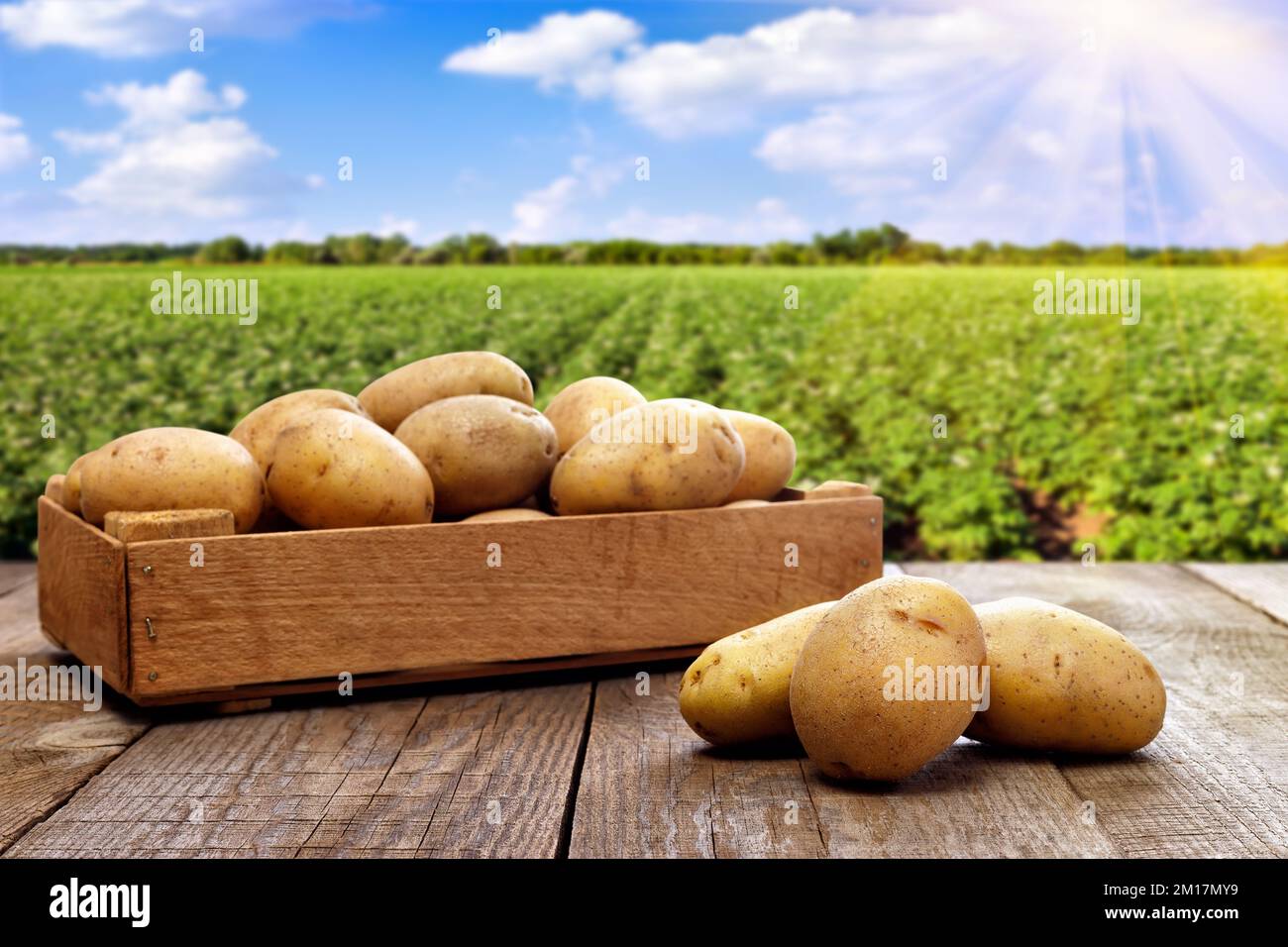 pommes de terre en caisse sur table avec champ vert Banque D'Images