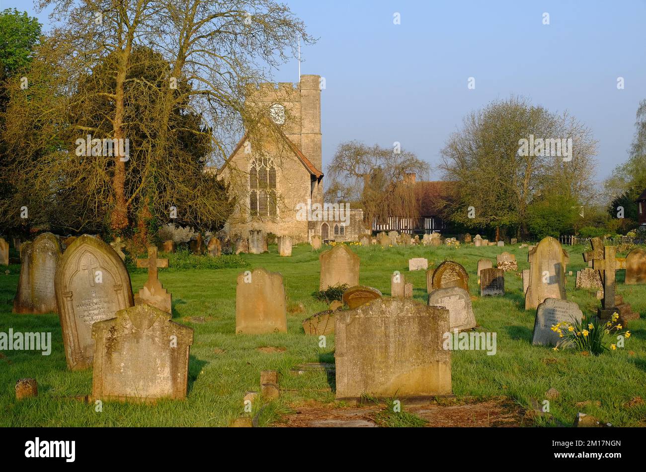 Headcorn : église Saint-Pierre et St-Paul avec cimetière et jonquilles or brillant peu après le lever du soleil à Headcorn, Kent, Angleterre Banque D'Images