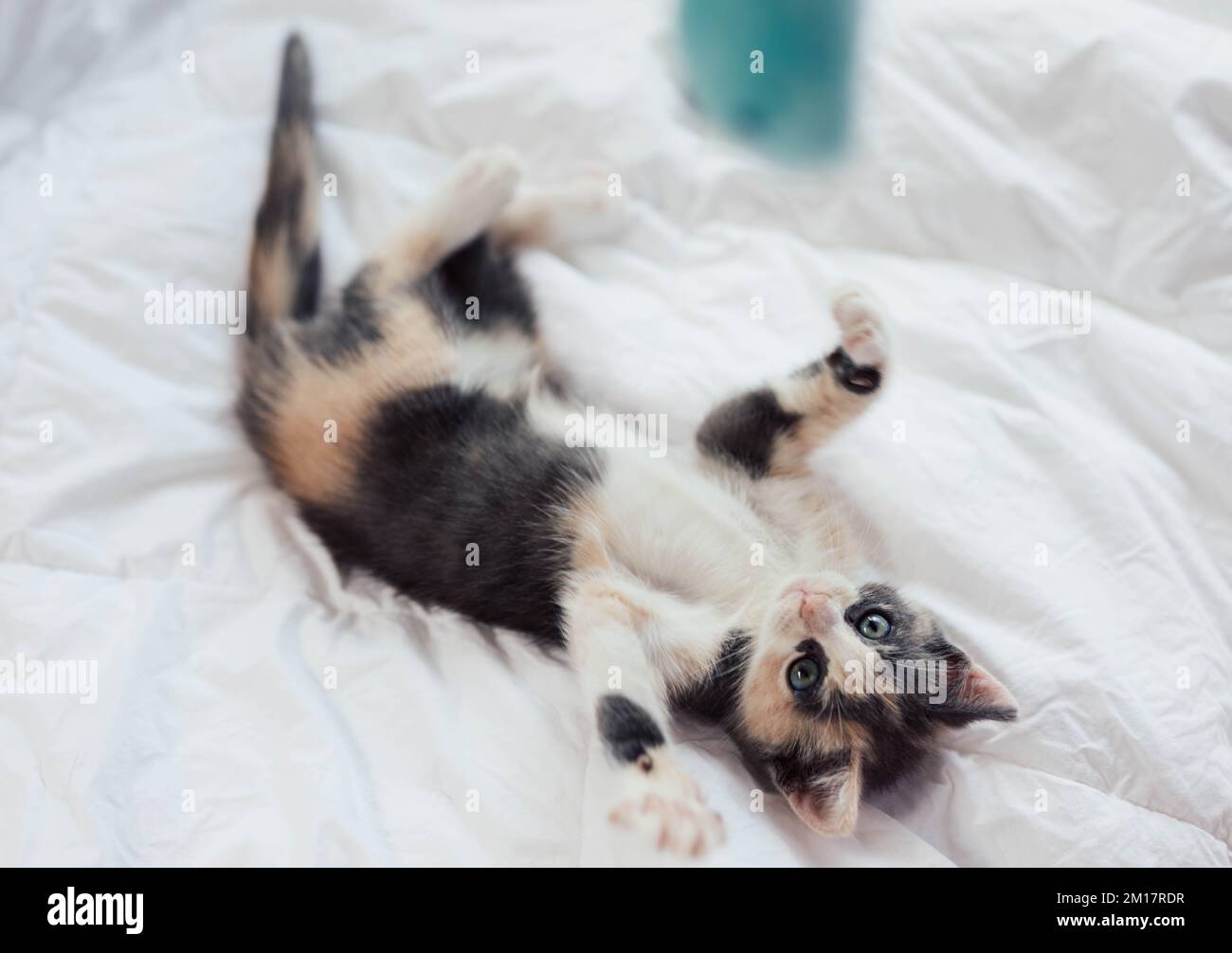 Jeune joueur doux Calico Kitten jouant sur un lit Banque D'Images