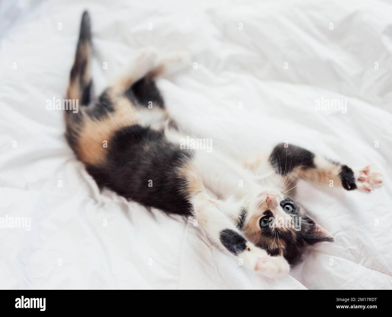Jeune joueur doux Calico Kitten jouant sur un lit Banque D'Images