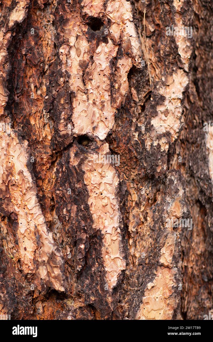L'écorce d'un pin ponderosa, Pinus ponderosa subsp. ponderosa, à Troy, Montana. Le jeune pin ponderosa a une apparence brun foncé à presque noir Banque D'Images