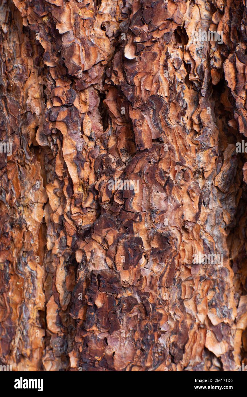 L'écorce d'un pin ponderosa, Pinus ponderosa subsp. ponderosa, à Troy, Montana. Le jeune pin ponderosa a une apparence brun foncé à presque noir Banque D'Images